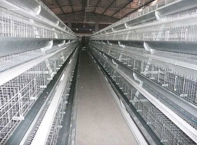 poultry farming equipment prices_shandong tobetter lowest price